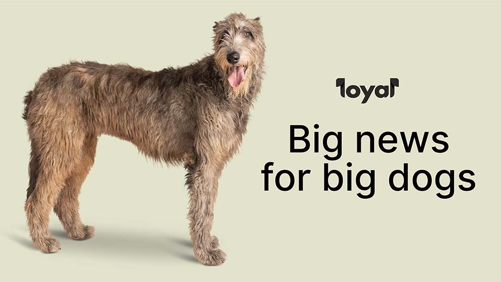 large grey dog stands sideways and looks at viewer next to text reading big news for big dogs