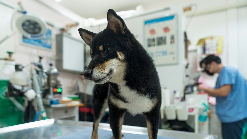 dog stands on table in veterinary laboratory office with researcher in background at the microscope